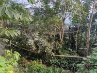 The Eden Project - Rainforest Biome