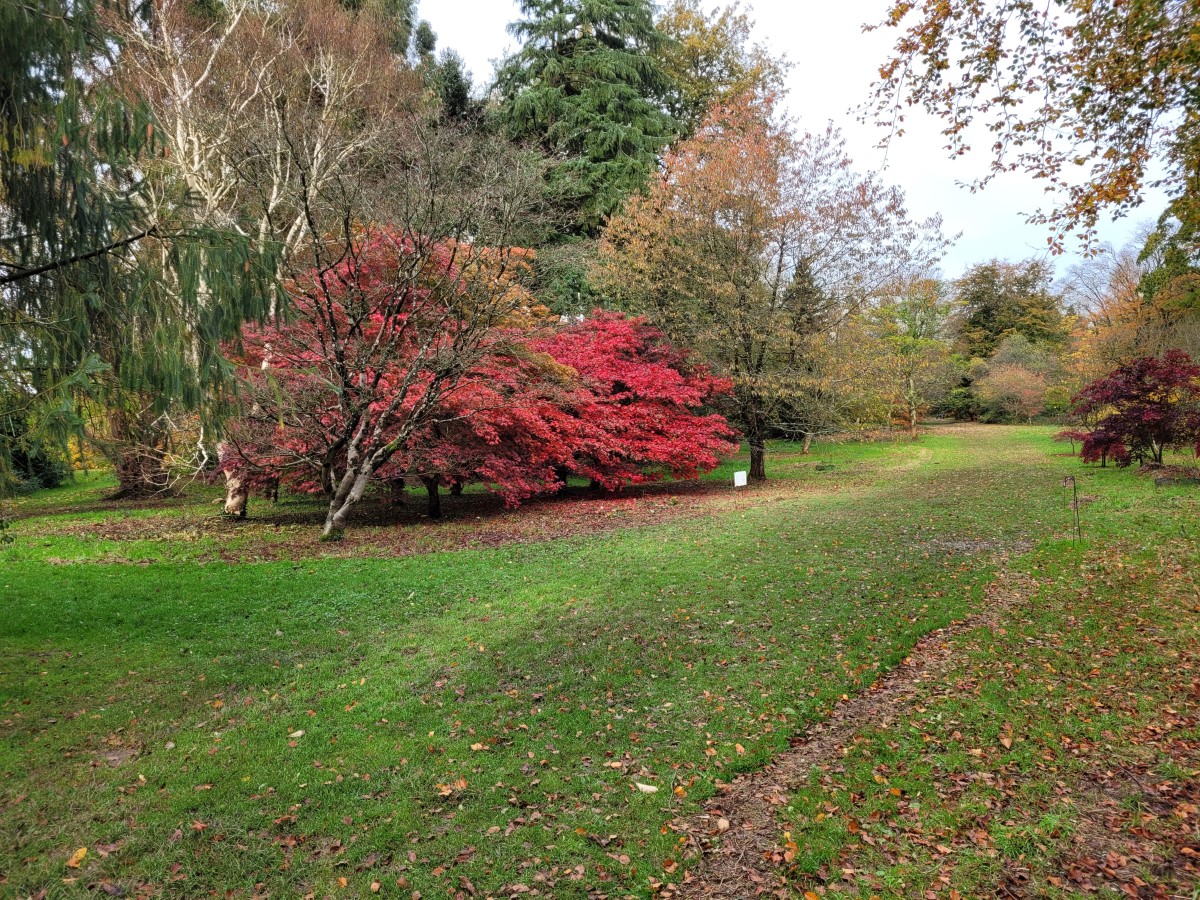 Dyffryn Gardens - Arboretum